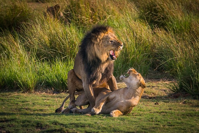 019 Botswana, Chobe NP, parende leeuwen.jpg